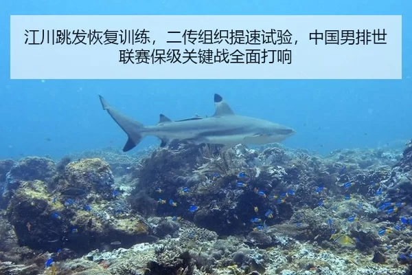 江川跳发恢复训练，二传组织提速试验，中国男排世联赛保级关键战全面打响